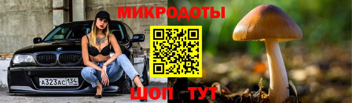 Псилоцибиновые грибы Cubensis Кандалакша
